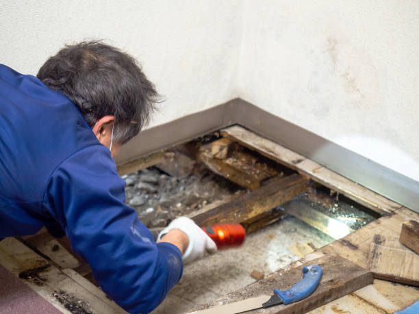 Best Professional Mold Removal  in Forest City, PA