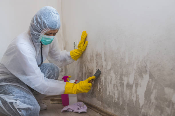 Best Certified Mold Removal  in Forest City, PA