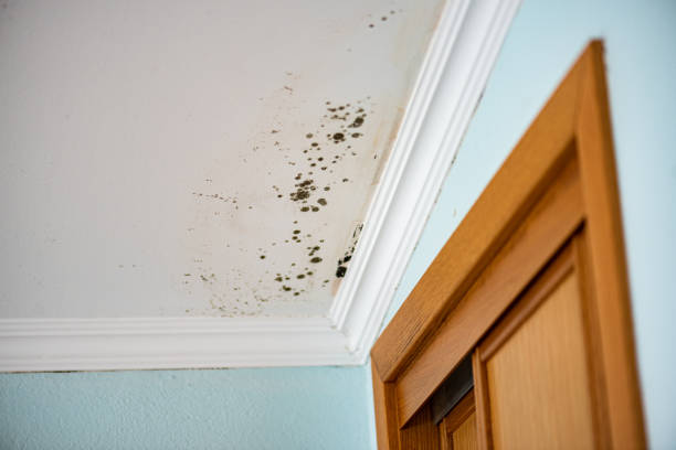 Best Best Mold Removal Companies  in Forest City, PA
