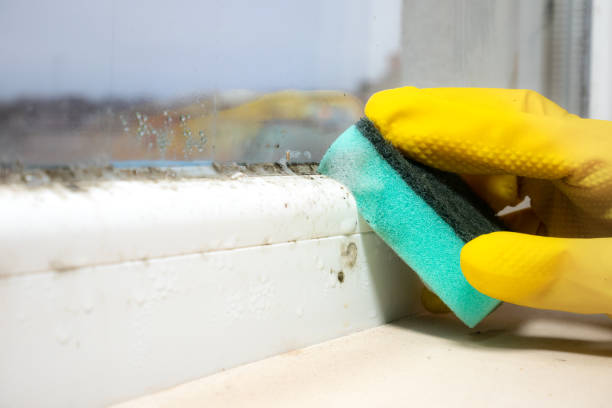 Best Mold Testing  in Forest City, PA