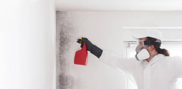Best Mold Removal Specialists  in Forest City, PA