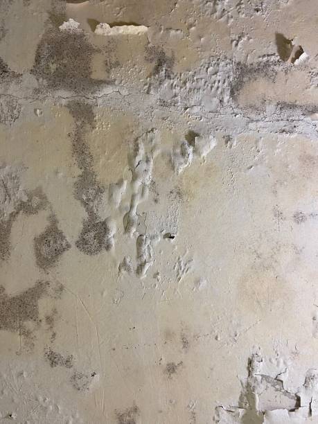 Best Mold Cleaning Services  in Forest City, PA