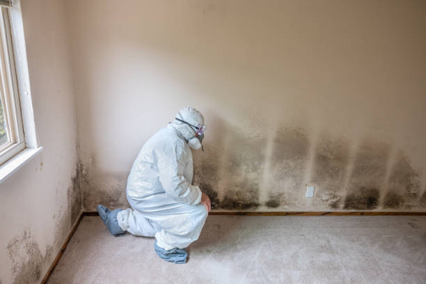 Best Black Mold Removal  in Forest City, PA