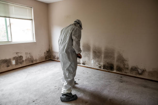 Best Fast Mold Removal  in Forest City, PA
