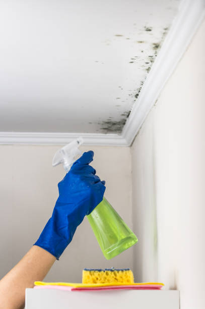 Mold Removal Process in Forest City, PA
