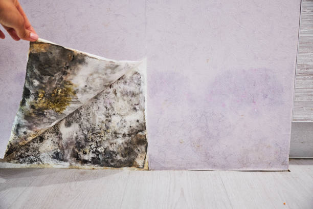 Best Office Mold Removal Services  in Forest City, PA